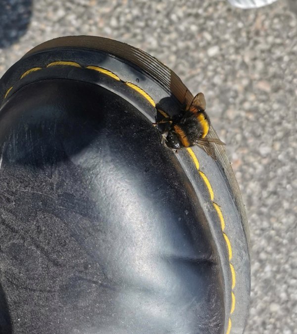“This Bumble Bee lined up perfectly with the stitches on my shoe.”