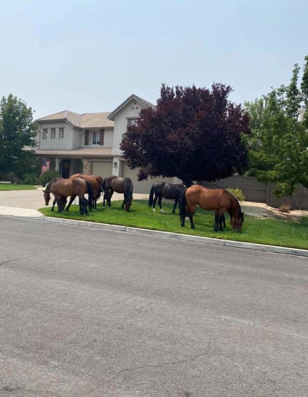 “Wild horses in my neighbor’s yard this morning.”
