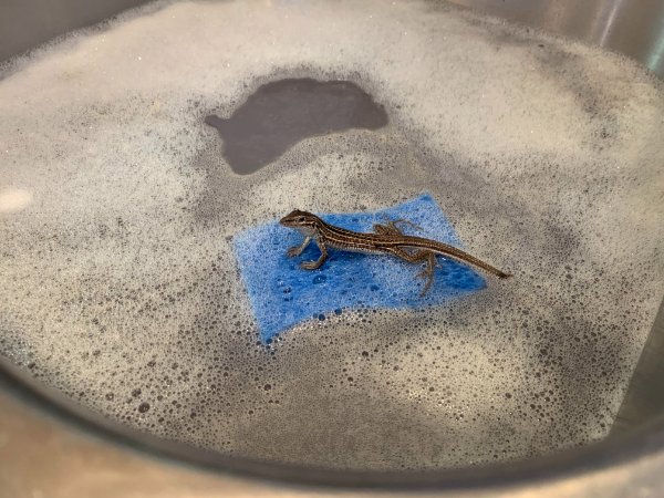 “I came in my kitchen to find a lizard using a sponge as a raft in the sink. (I live in New Mexico)”