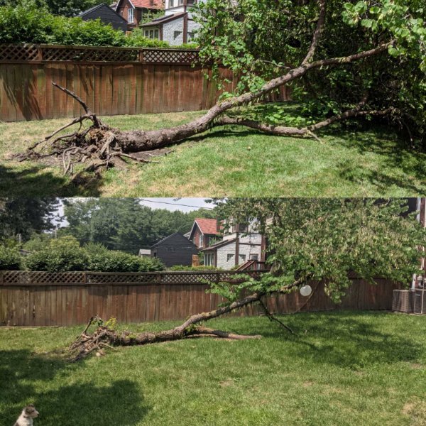 “One year ago, our tree fell down for no apparent reason. It’s still alive.”
