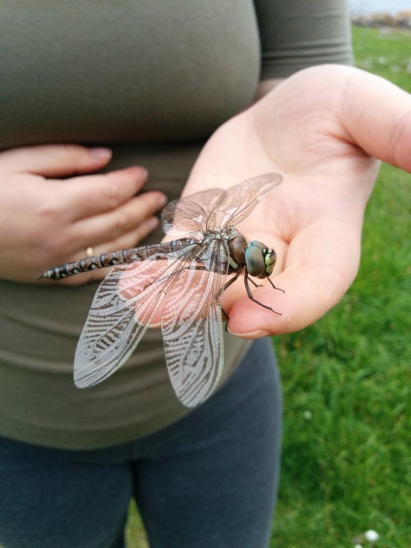 “This pretty large dragonfly we found.”