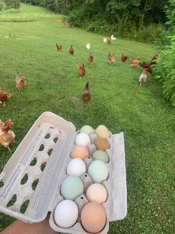 “The variety of colors in the eggs my friend’s chickens laid.”