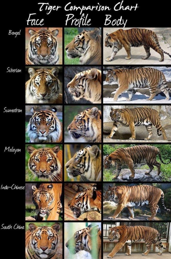 biggest species of tiger - Tiger Comparison Chart Face Profile Body Bengal Siberian Sumatran Malayan IndoChinese South China