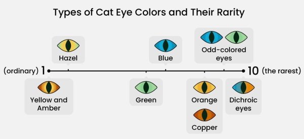 rare cat eye colors - Types of Cat Eye Colors and Their Rarity Hazel Blue Oddcolored eyes 10 the rarest ordinary 1 Green Yellow and Amber Orange Dichroic eyes Copper