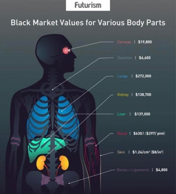 black market values for various body parts - Futurism Black Market Values for Various Body Parts Corneas | $19,800 Skeleton | $6,600 Lungs $272,000 Kidney | $138,700 Liver $137,000 Blood | $630 $297 pint Skin $1.24cm2 $8in Bones Ligaments | $4,800