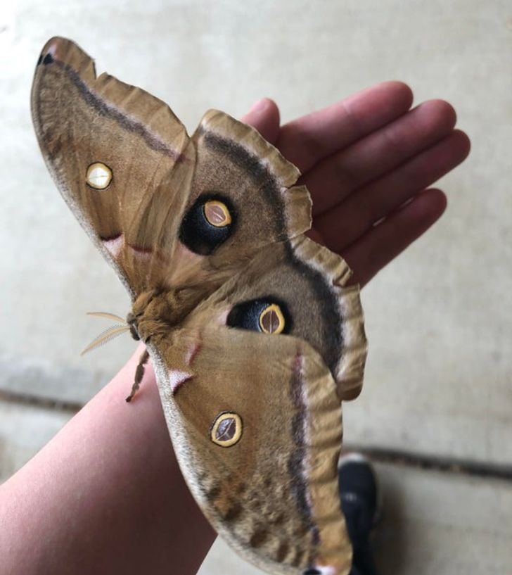 “I found a moth and it was huge...bigger than half my hand.”