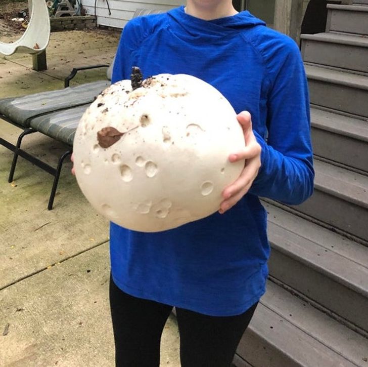 “A huge mushroom in my backyard”