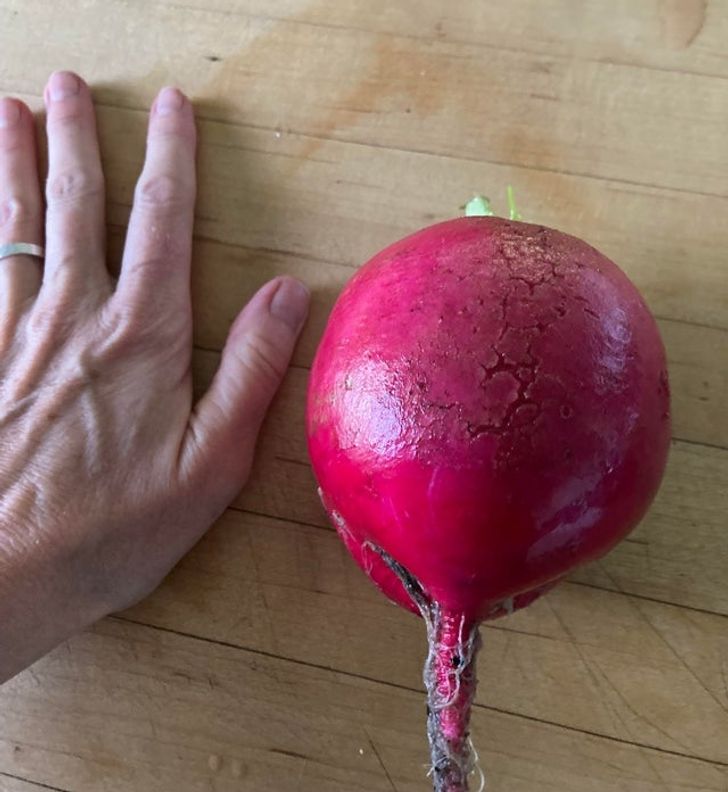 “A very big radish”