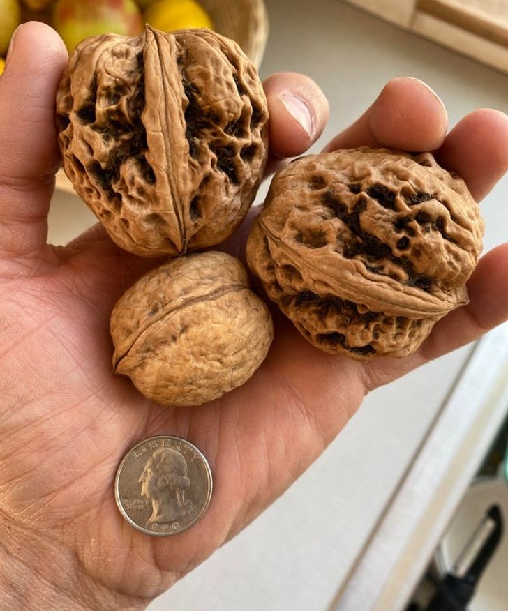 “My neighbor’s walnuts are huge! Here’s a regular walnut and a quarter for reference.”