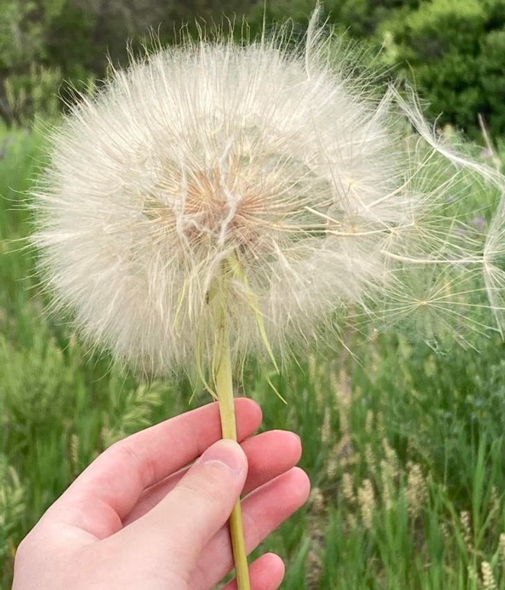 “I found these huge dandelions around my neighborhood, I think they’re pretty cool.”