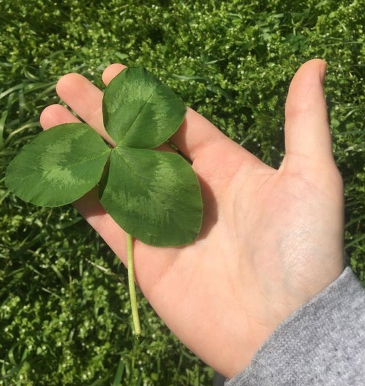 This clover is simply huge!