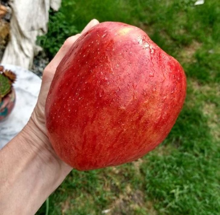 “This huge apple that fell from my tree”