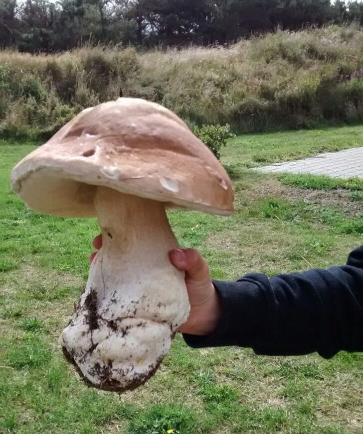 “This mushroom I found 5 years ago”