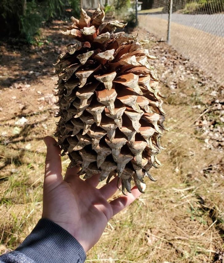 “This pineapple-sized pinecone I found”