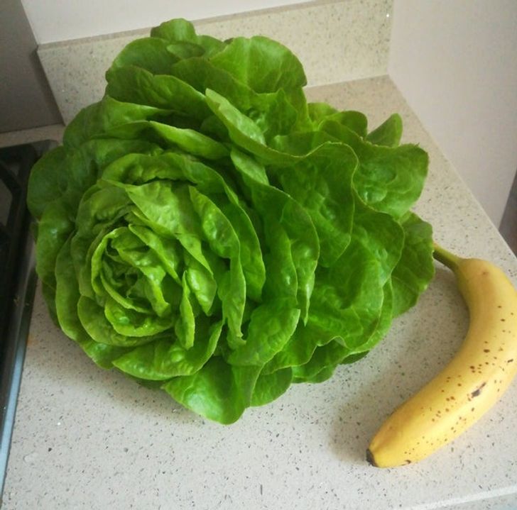 We had no idea lettuce could grow that big.