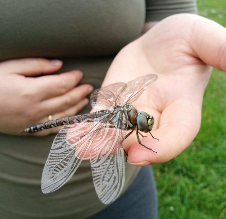 “This pretty large dragonfly we found”