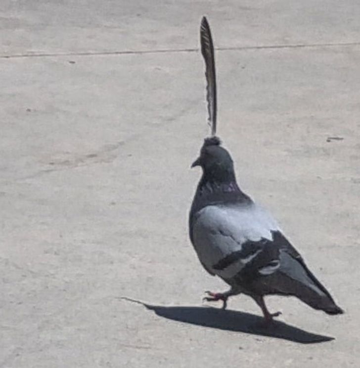 “I found a pigeon with one feather sticking out of its head.”