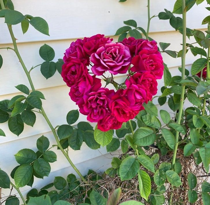 “My (very neglected) rose bush bloomed into the shape of a perfect heart!”