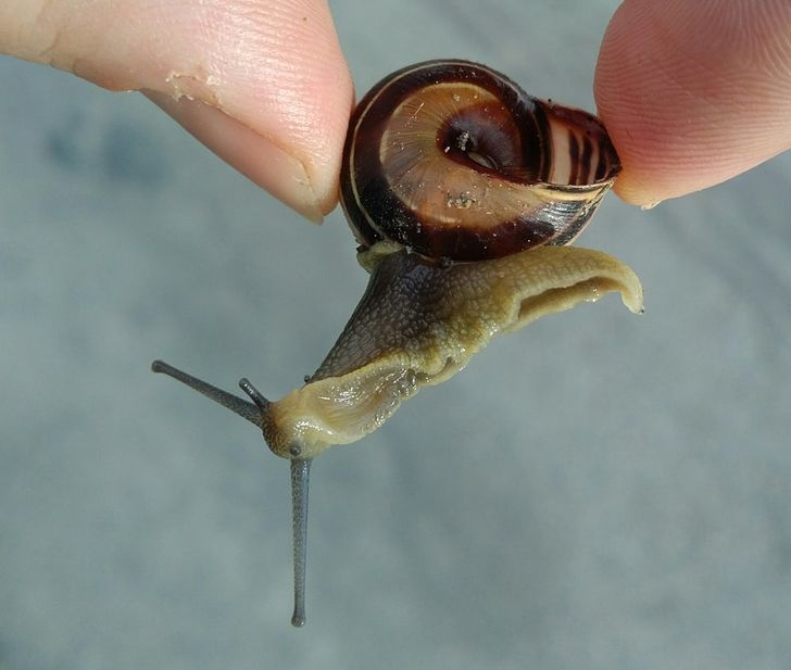 “This snail with a cracked shell, who mistook the crack for an opening now crawls around like this.”