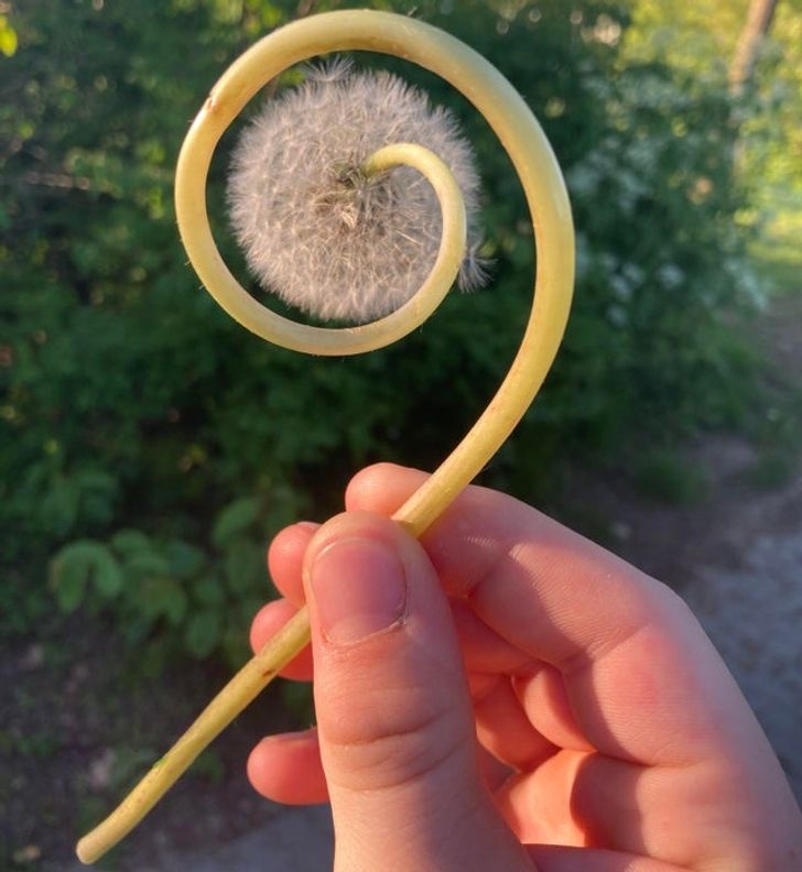 “This swirly dandelion I found”