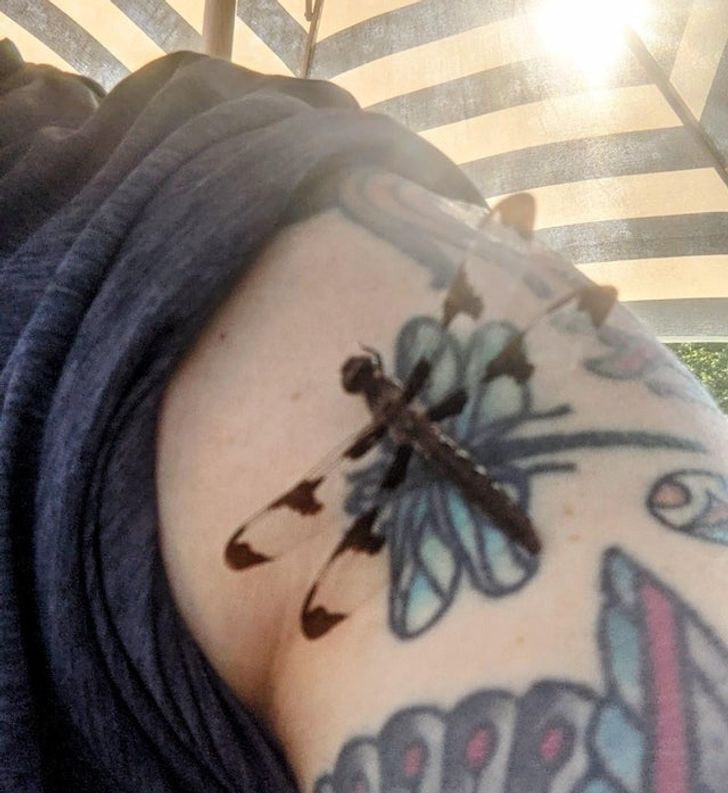 “This dragonfly landed on my dragonfly tattoo.”