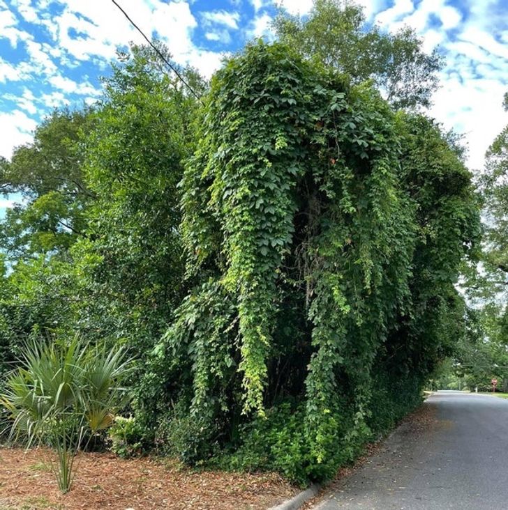 “Yo, these vines in my neighborhood look like an elephant.”