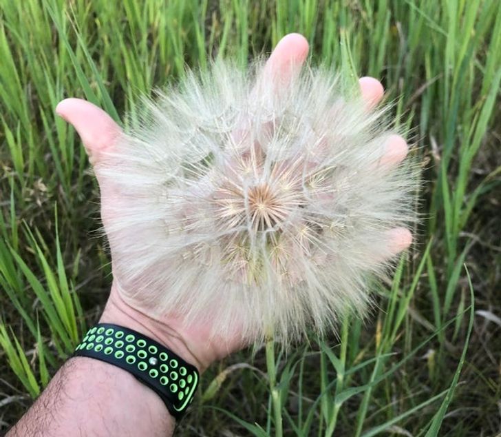 “This GIANT dandelion I found on my walk today.”