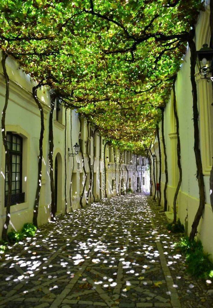 "Harnessing Nature To Shade A Walkway"