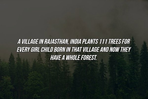 nature - A Village In Rajasthan, India Plants 111 Trees For Every Girl Child Born In That Village And Now They Have A Whole Forest.