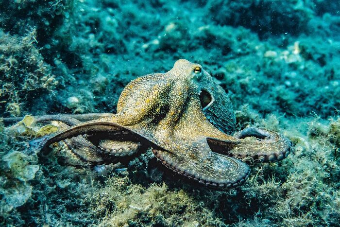 Octopuses are one of the most intelligent creatures on the planet, capable of solving complex puzzles, using tools, escaping captivity, and planning ahead in the future.