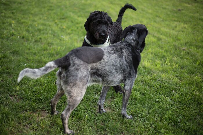 that female dogs can get pregnant by multiple male dogs within the same heat cycle, then give birth to X amount of puppies per father.