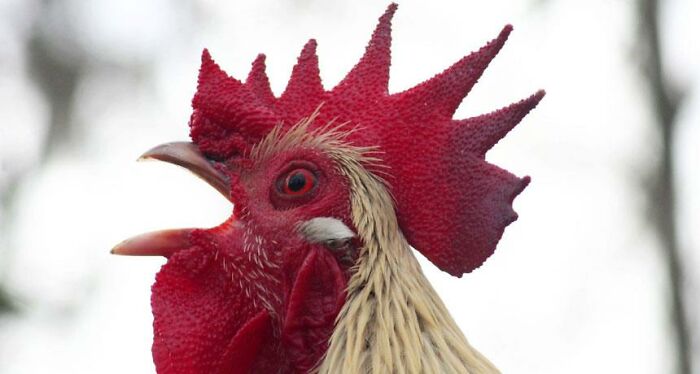 Crowing first at dawn is a privilege reserved for the highest ranking rooster.