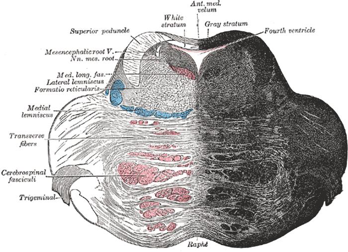 that the reticular activating system is the part of the brain that sorts through all the billions of pieces of information our senses take in and then allows through the important stuff. It is why after you a buy a red sedan, you now see red sedans everywhere when you didn't notice them before.