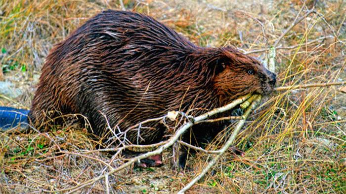 beavers build their dams as an instinct to stop the sounds of water leaks. If a speaker is playing just the sound of running water, a beaver will build a dam over it. This is even if it’s over concrete with no visible water, or if an actual nearby leaky water source is quieter than the speaker.