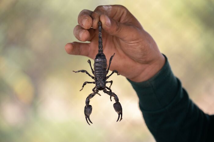 it is not recommended to flush a scorpion down a toilet, as scorpions can survive being under the water hence they may come back out that same toilet or crawl up the drains and into your home