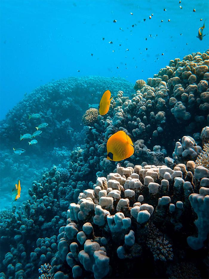 dying coral reefs lack the sound attract new fish. Speakers playing healthy reef noises at dying coral reefs increases species diversity and doubles fish abundance.