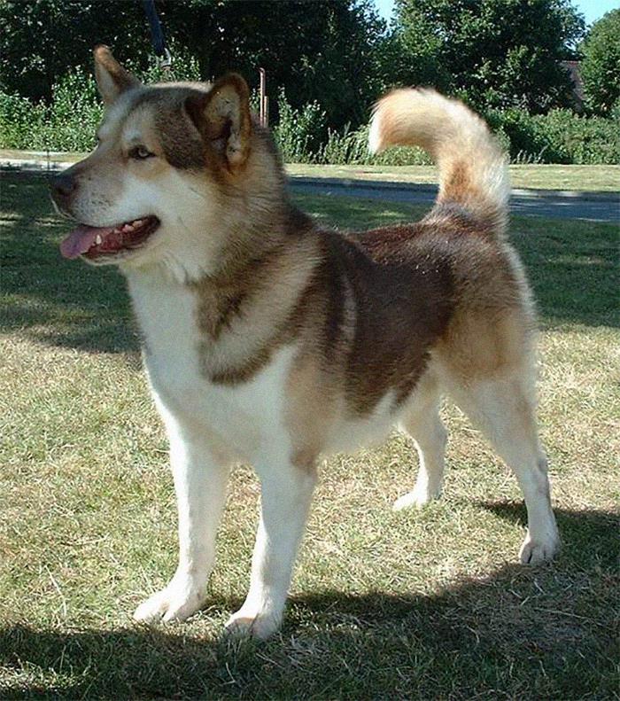 in Greenland, it is illegal to bring any other breed of dog north of the Arctic Circle in order to maintain the purity of the Greenland Dog.