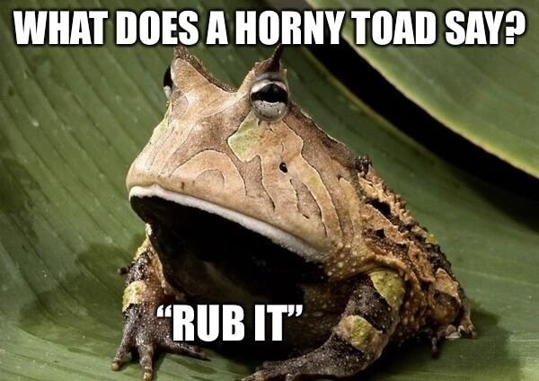 frog with big mouth - What Does A Horny Toad Say? Rub It