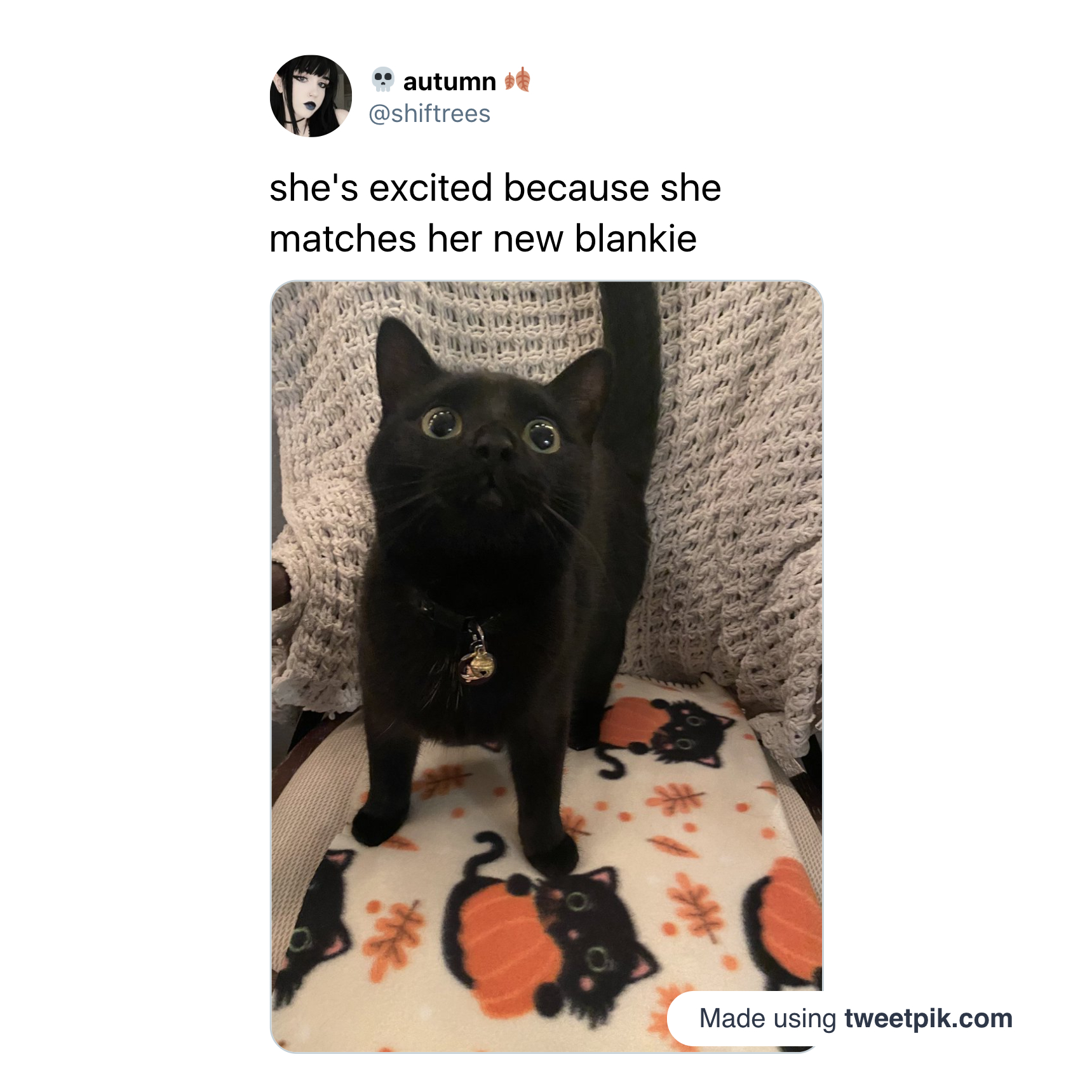 funny tweets - black cat - autumn she's excited because she matches her new blankie Made using tweetpik.com