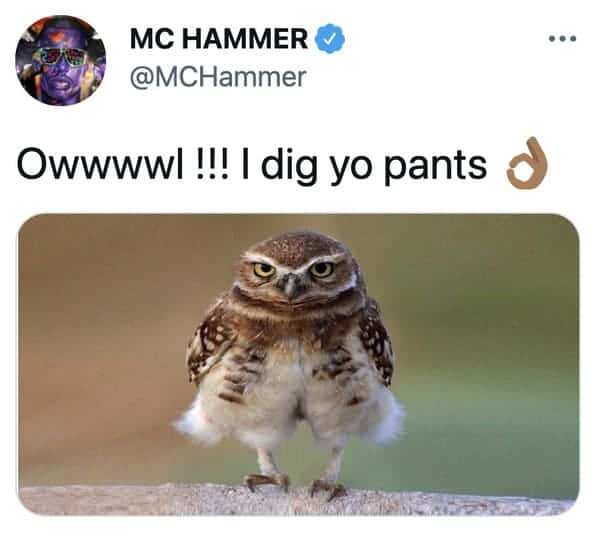 funny tweets - animals wearing pants - Mc Hammer Owwwwl !!! I dig yo pants