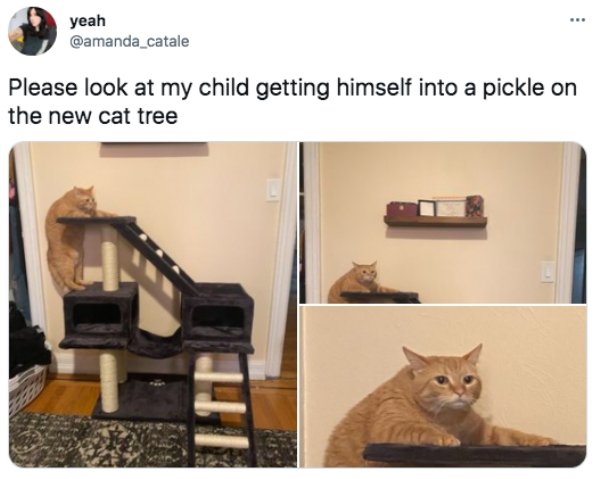 funny tweets - cat - . yeah Please look at my child getting himself into a pickle on the new cat tree