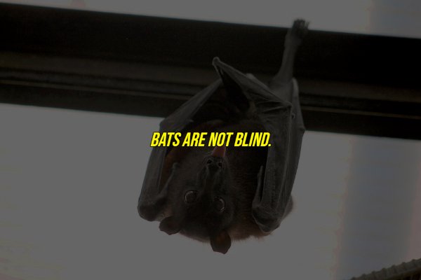 common myths - Bats Are Not Blind.