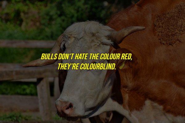 common myths - Bulls Don'T Hate The Colour Red, They'Re Colourblind.