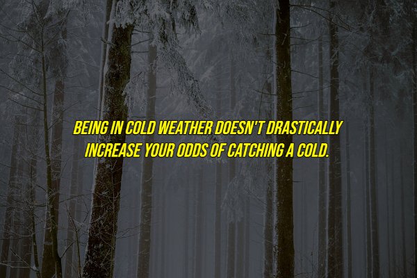 common myths - Tree - Being In Cold Weather Doesn'T Drastically Increase Your Odds Of Catching A Cold.