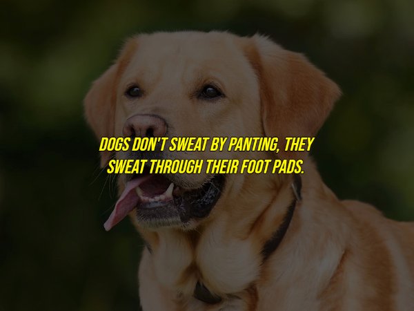 common myths - dogs face - Dogs Don'T Sweat By Panting, They Sweat Through Their Foot Pads.