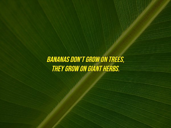 common myths - banana leaf - Bananas Don'T Grow On Trees, They Grow On Giant Herbs.