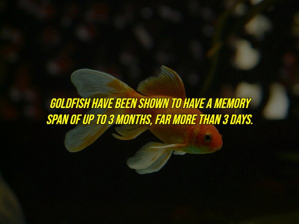 common myths - aquarium fish - Goldfish Have Been Shown To Have A Memory Span Of Up To 3 Months, Far More Than 3 Days.
