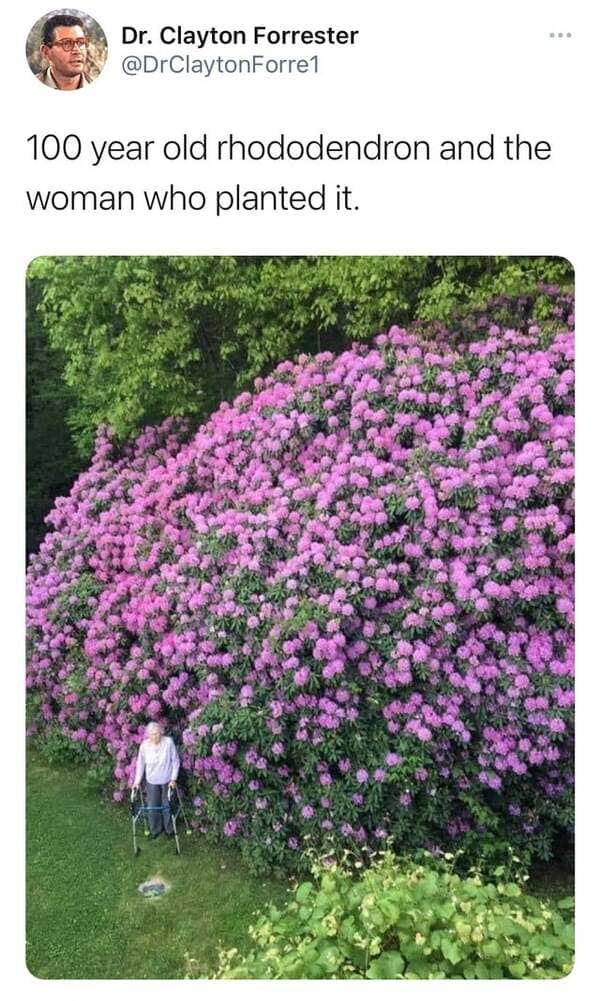 massive things with a human for scale - 100 year old rhododendron - Dr. Clayton Forrester 100 year old rhododendron and the woman who planted it.