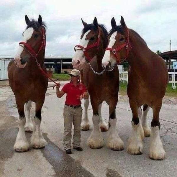 massive things with a human for scale - clydesdale horses human