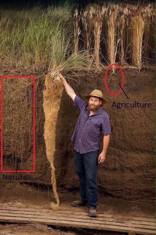 massive things with a human for scale - prairie grass roots - Agriculture Nature
